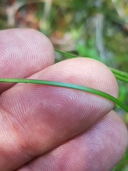 Carex castanea
