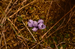 Gentianella corymbosa