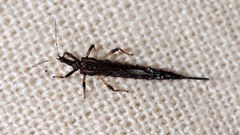 Idolothrips spectrum