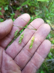 Carex castanea