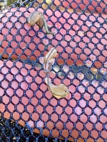 iNaturalist observation photo of Brine Shrimp and Fairy Shrimp
