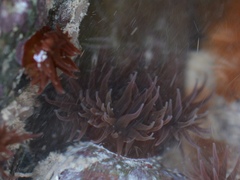 Anemonia sargassensis image