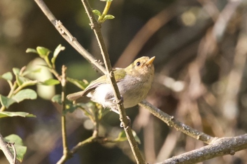 iNaturalist image