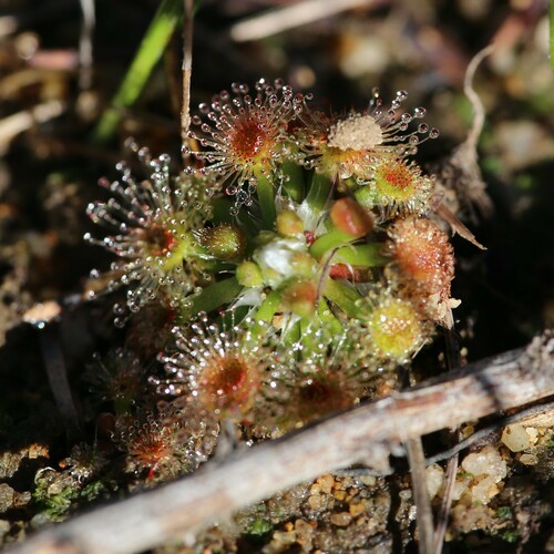 Drosera miniata