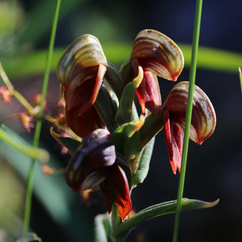 Pterostylis crebriflora