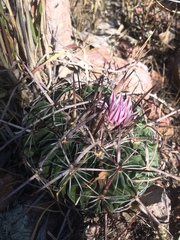 Echinofossulocactus tetraxiphus