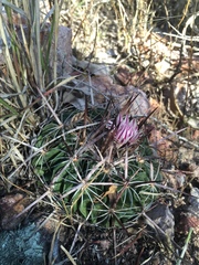 Echinofossulocactus tetraxiphus