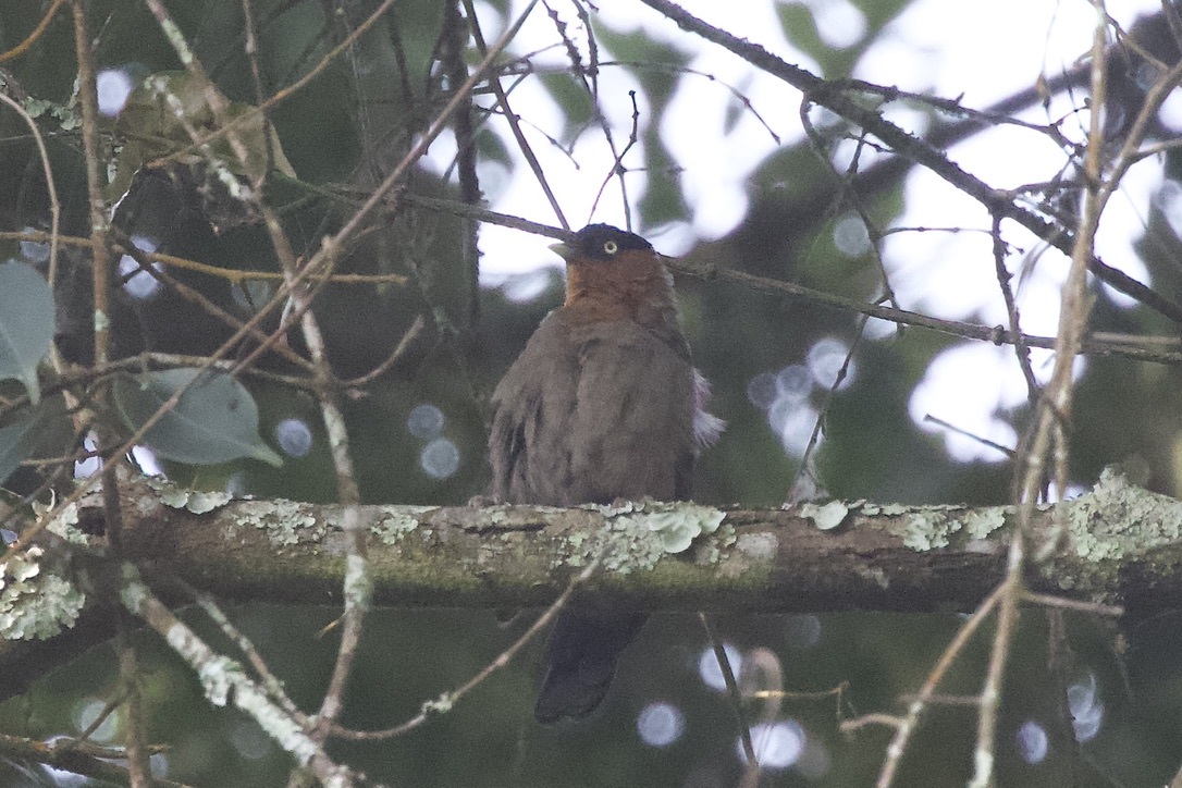 Red-collared Mountain-Babbler illustration
