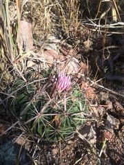 Echinofossulocactus tetraxiphus