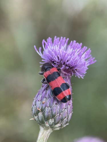 Trichodes sinae