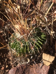 Echinofossulocactus tetraxiphus