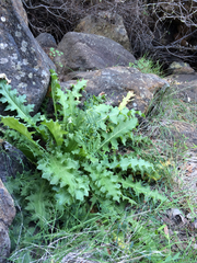 Cirsium fontinale obispoense