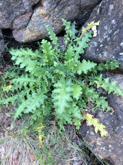 Cirsium fontinale obispoense