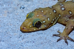 Hemidactylus prashadi