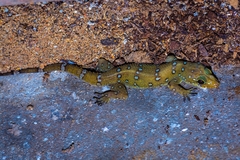 Hemidactylus prashadi