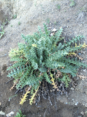 Cirsium fontinale obispoense