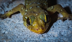 Hemidactylus prashadi