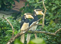 Anthracoceros coronatus