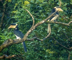 Anthracoceros coronatus