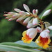 Alpinia koshunensis - Photo (c) 羅元甫, some rights reserved (CC BY-NC), uploaded by 羅元甫
