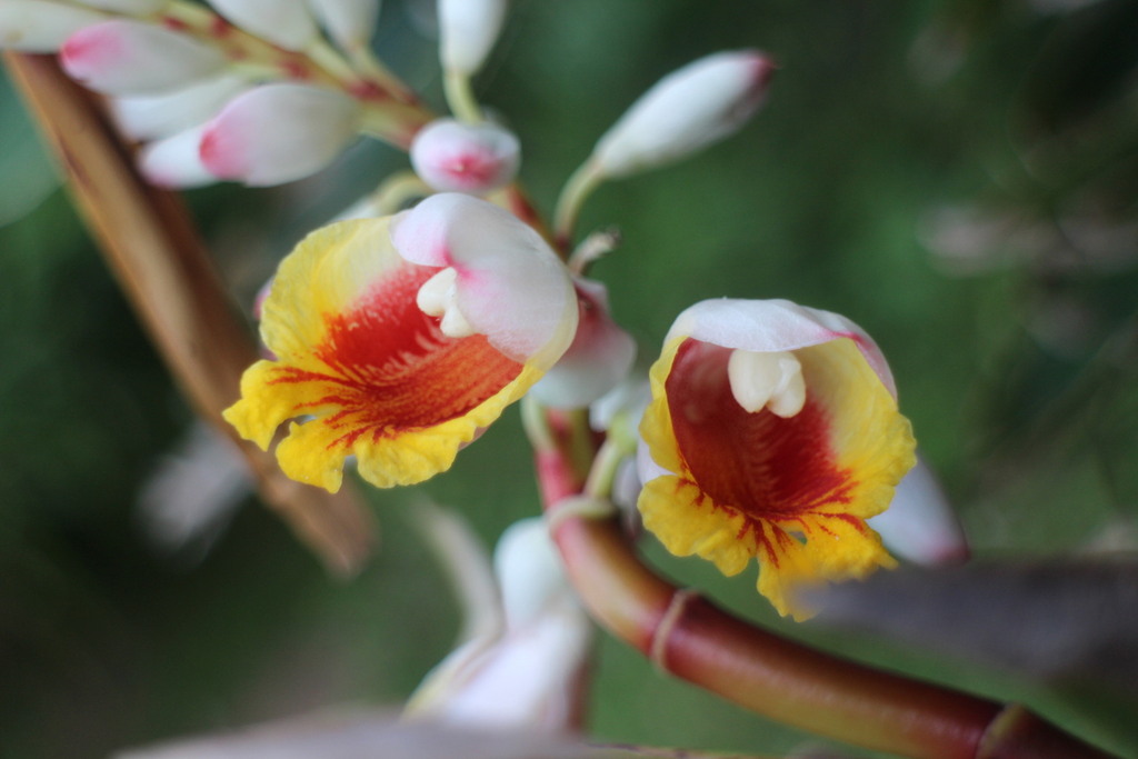 Alpinia koshunensis