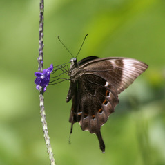 Papilio peranthus