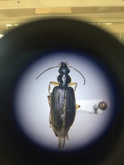 Notagonum