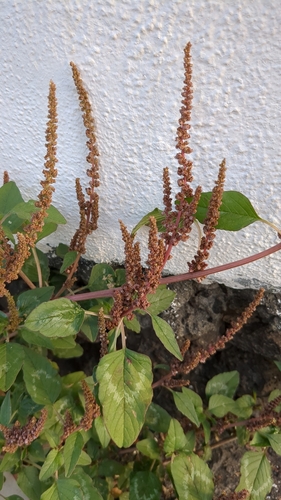 Amaranthus viridis image