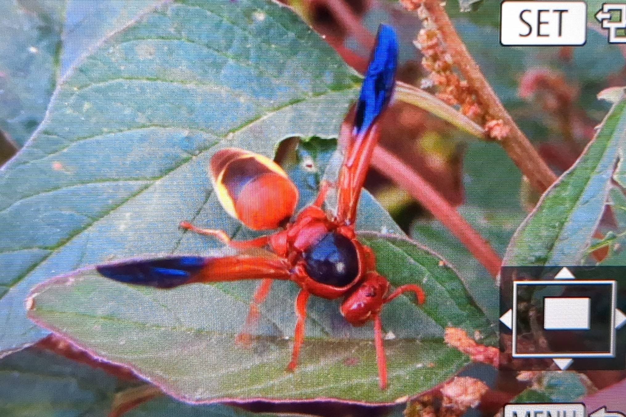 Rhynchium oculatum