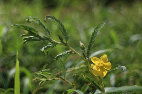Chamaecrista garambiensis iNat (1)