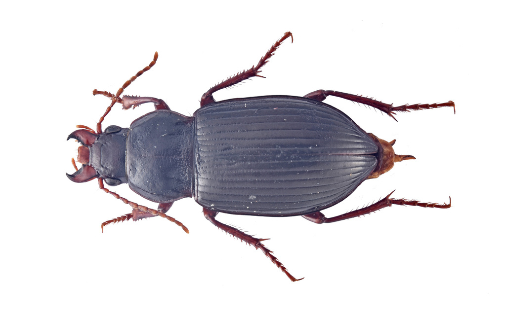 Amara goniodera