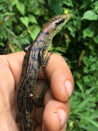 Emoia samoensis