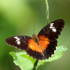 Cethosia tambora