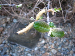 Salix breweri