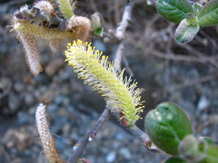 Salix breweri
