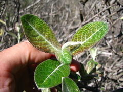 Salix breweri