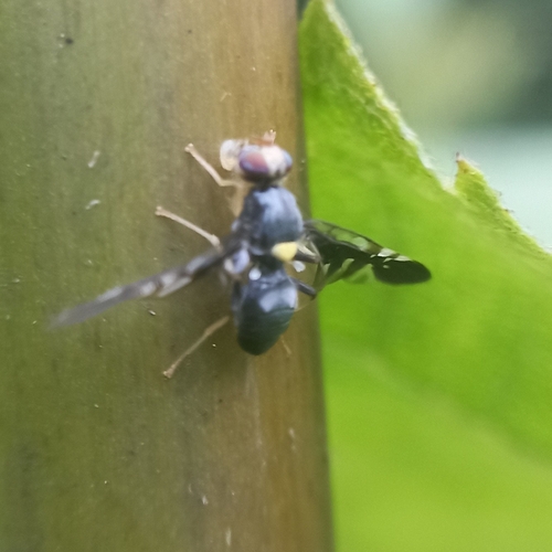 Phaeospila varipes