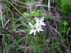 Lithophragma heterophyllum
