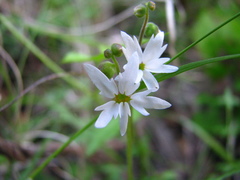 Lithophragma heterophyllum
