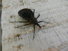 Triatoma phyllosoma