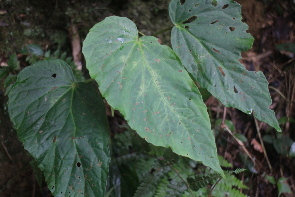 Begonia chuyunshanensis in August 2023 by 羅元甫. 子房三室 · iNaturalist