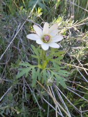 Anemone tuberosa