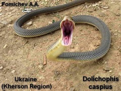 Dolichophis caspius