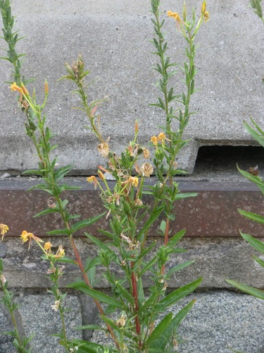 Oenothera × fallax iNat (3)