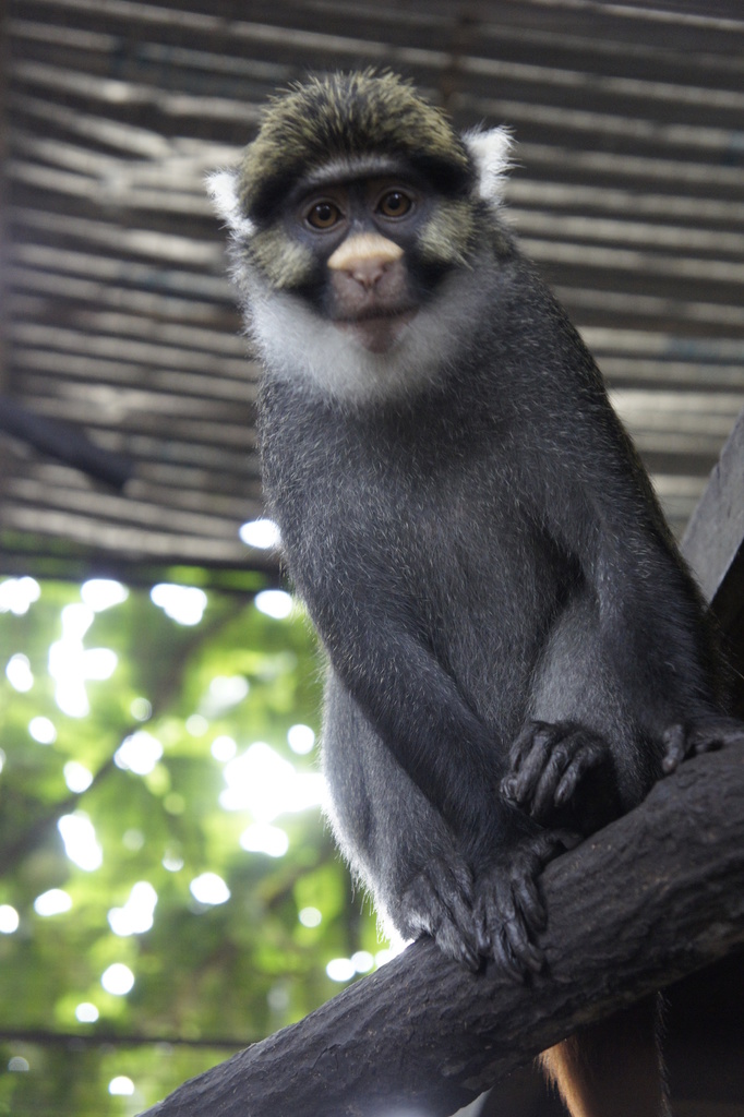 Sclater's Monkey