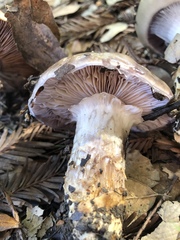 Cortinarius glaucopus
