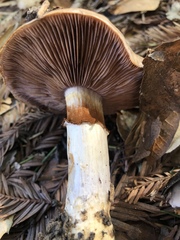 Cortinarius glaucopus