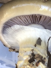 Cortinarius glaucopus
