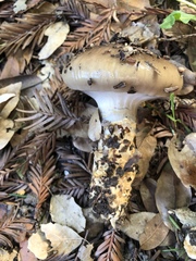 Cortinarius glaucopus