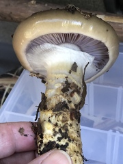 Cortinarius glaucopus